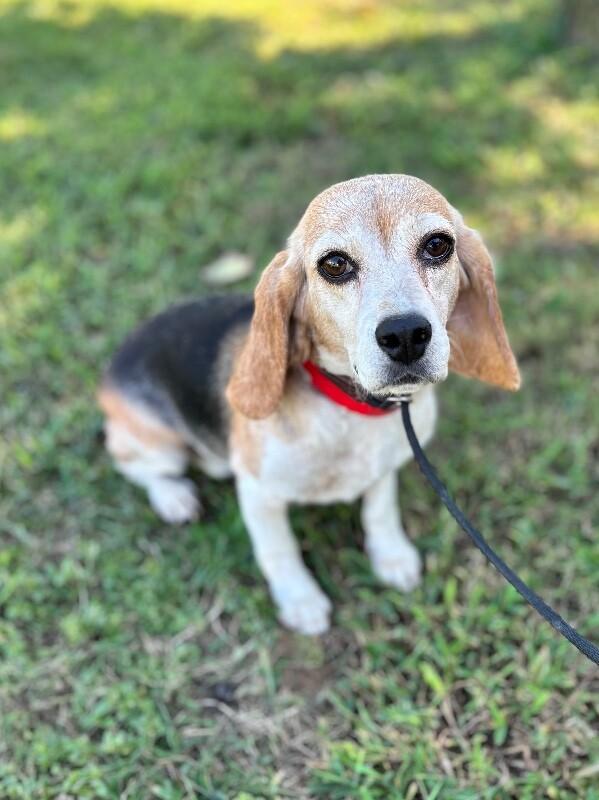 Enlarge Melissa, a Adoptable mixed breed in Berkeley Heights, NJ image 2/6