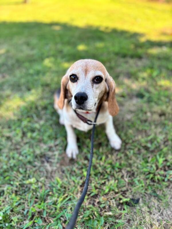Enlarge Melissa, a Adoptable mixed breed in Berkeley Heights, NJ image 3/6