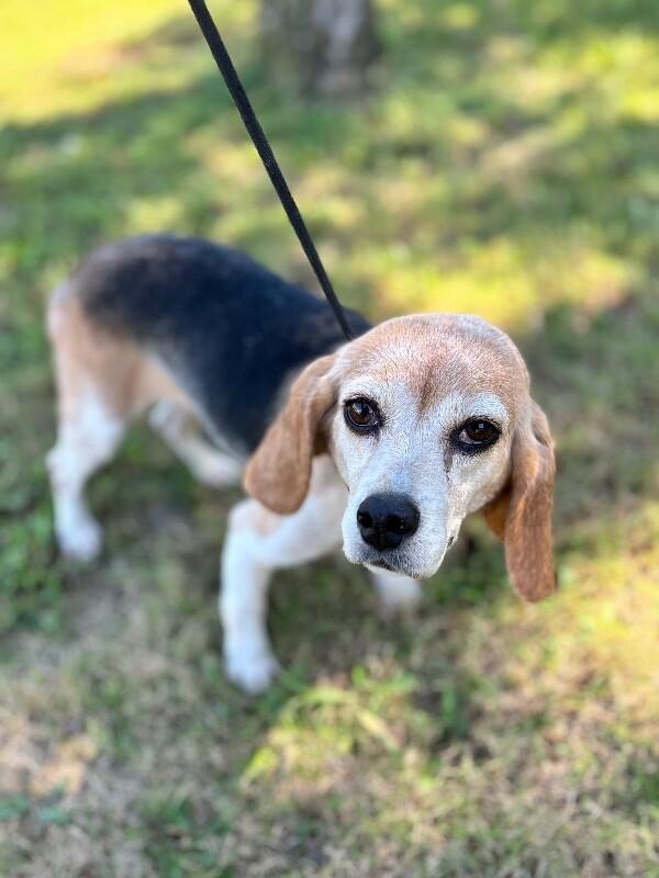 Enlarge Melissa, a Adoptable mixed breed in Berkeley Heights, NJ image 4/6