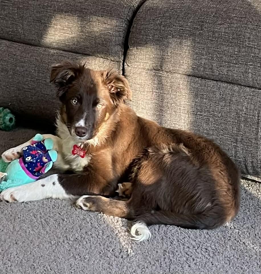 Enlarge Celsius, an adopted mixed breed in Elk River, MN image 2/3