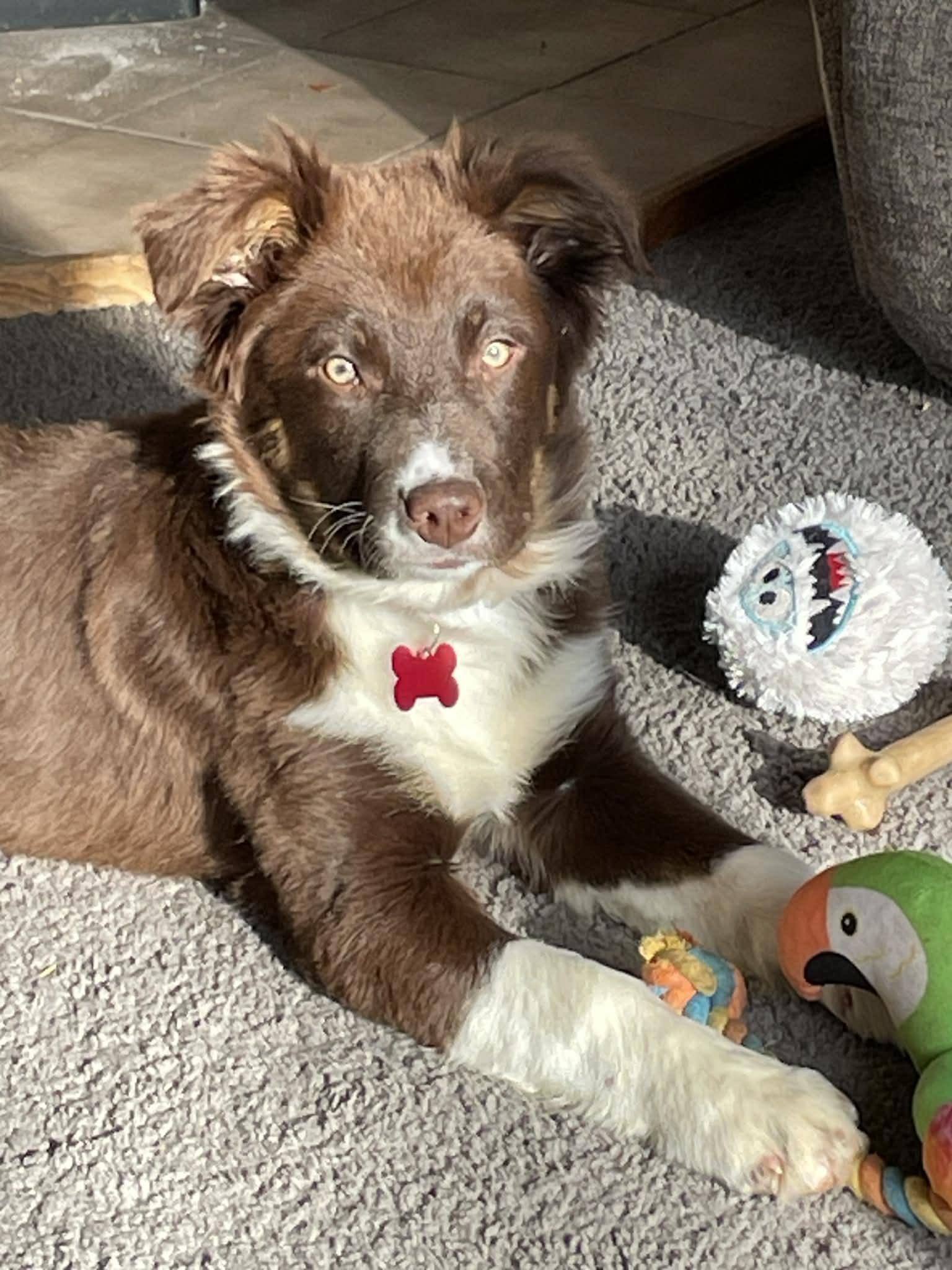Celsius, adopted, Puppy Female Australian Shepherd & Border Collie.