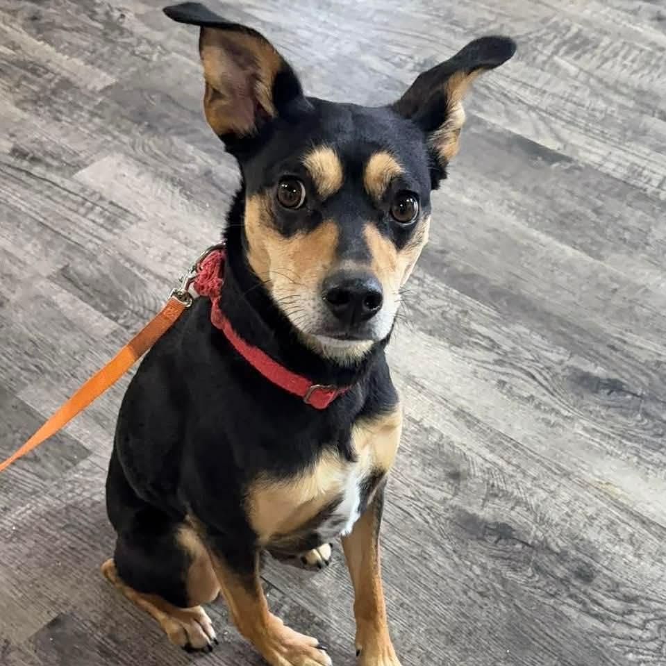 Enlarge Gertrude, an adopted Miniature Pinscher in Alma, MI image 1/1