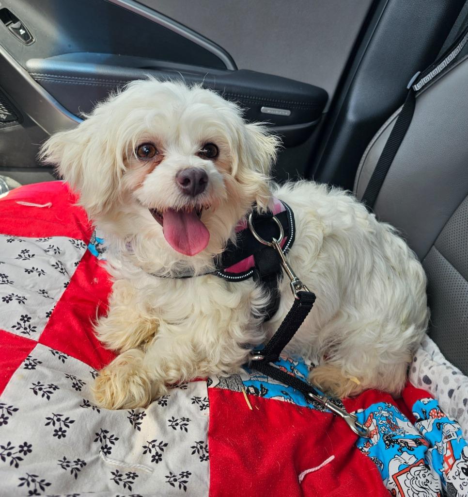 Maizy, Adoptable, Adult Female Maltese.