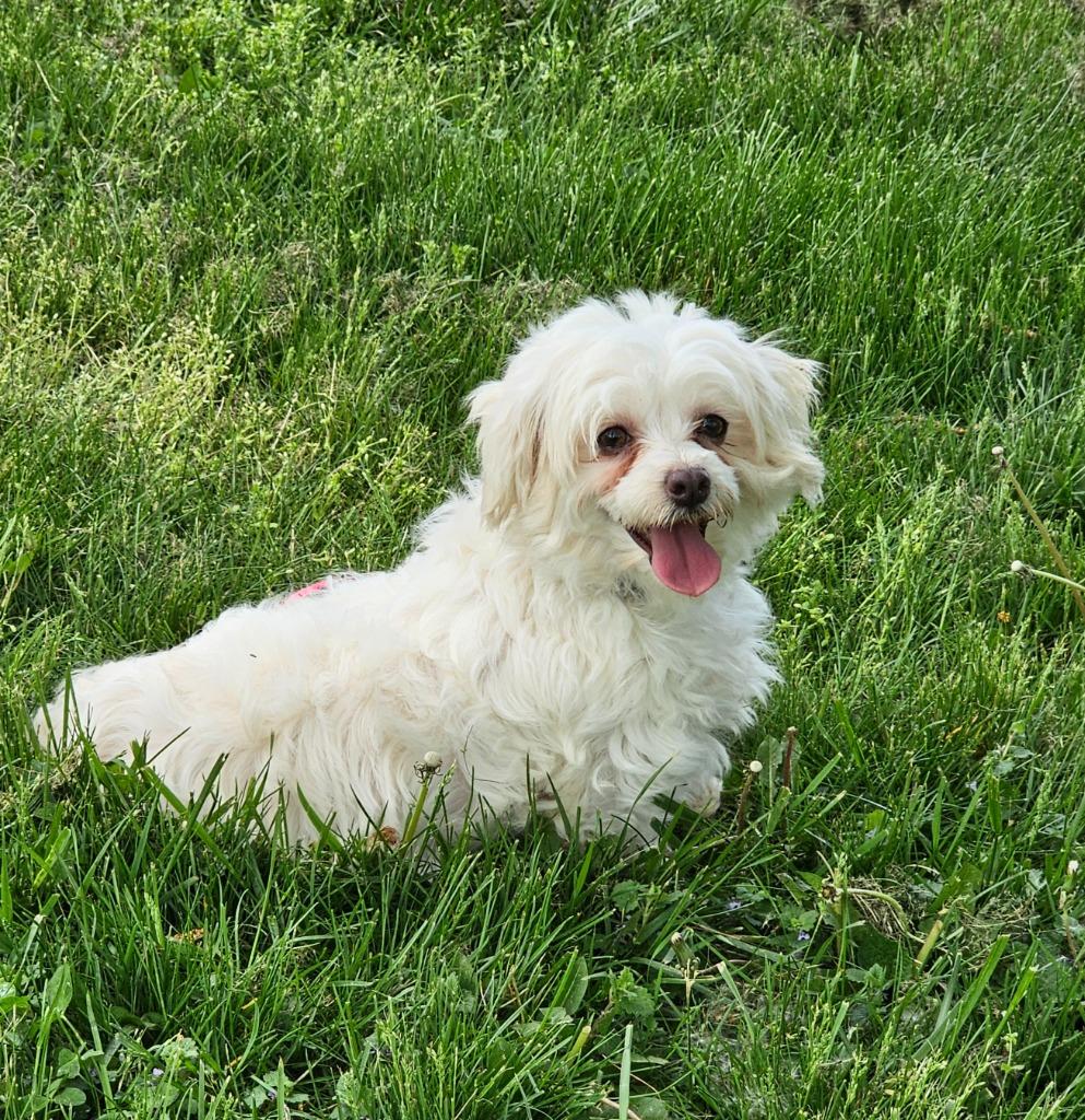 Enlarge Maizy, a Adoptable Maltese in Kettering, OH image 2/3
