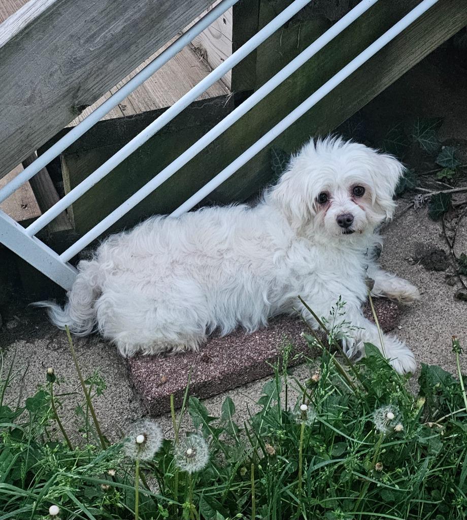 Enlarge Maizy, a Adoptable Maltese in Kettering, OH image 3/3