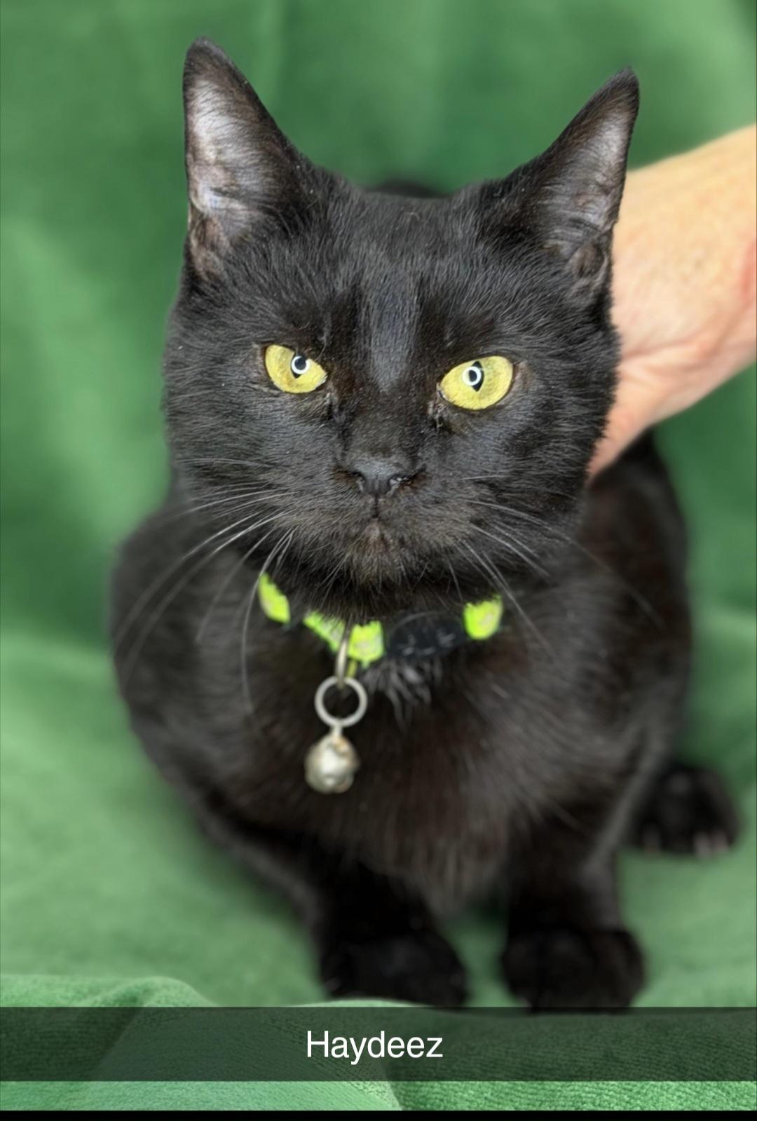 Haydeez , a ADOPTABLE Domestic Short Hair in Hagerstown, MD image 2/2