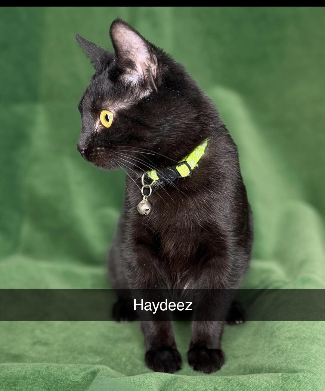 Haydeez , ADOPTABLE, Young Male Domestic Short Hair.