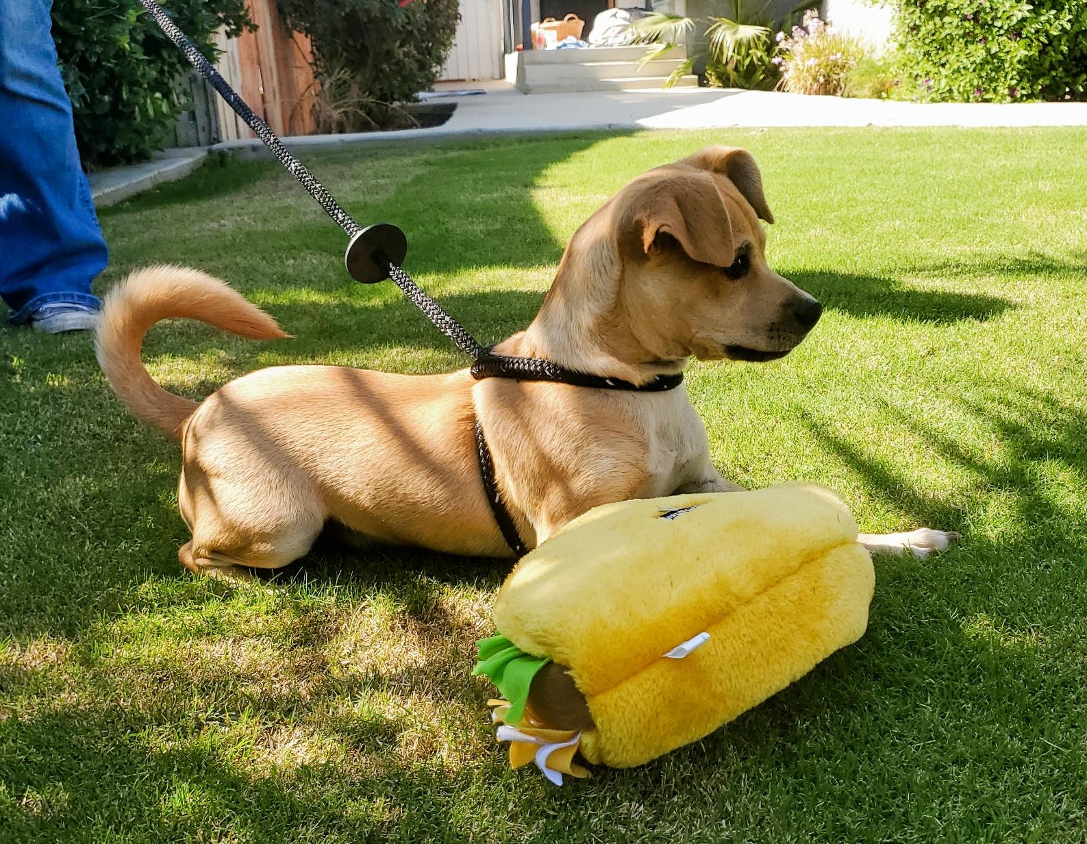 Taquito, a Adopted mixed breed in Bakersfield, CA image 1/3