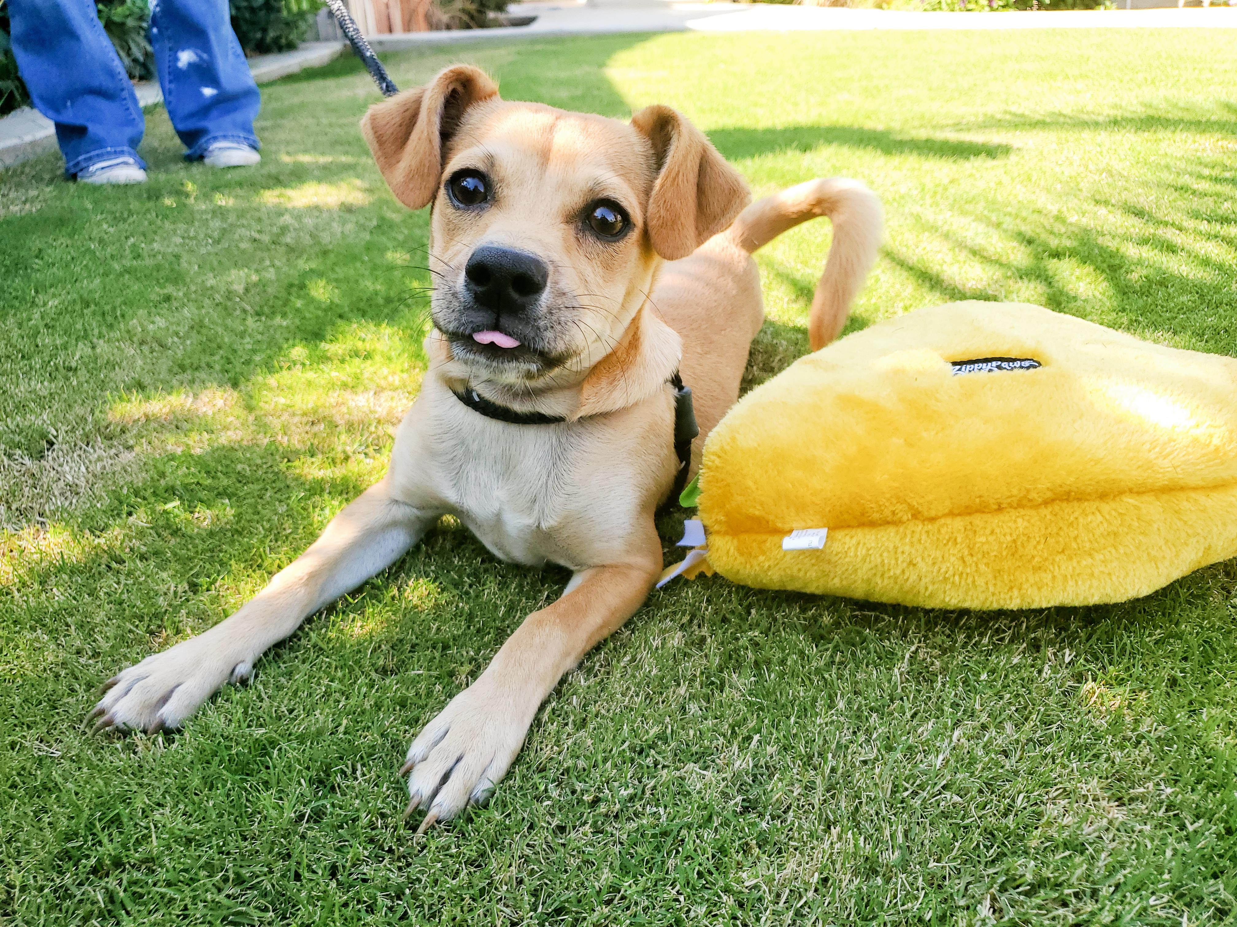 Taquito, a Adopted mixed breed in Bakersfield, CA image 2/3
