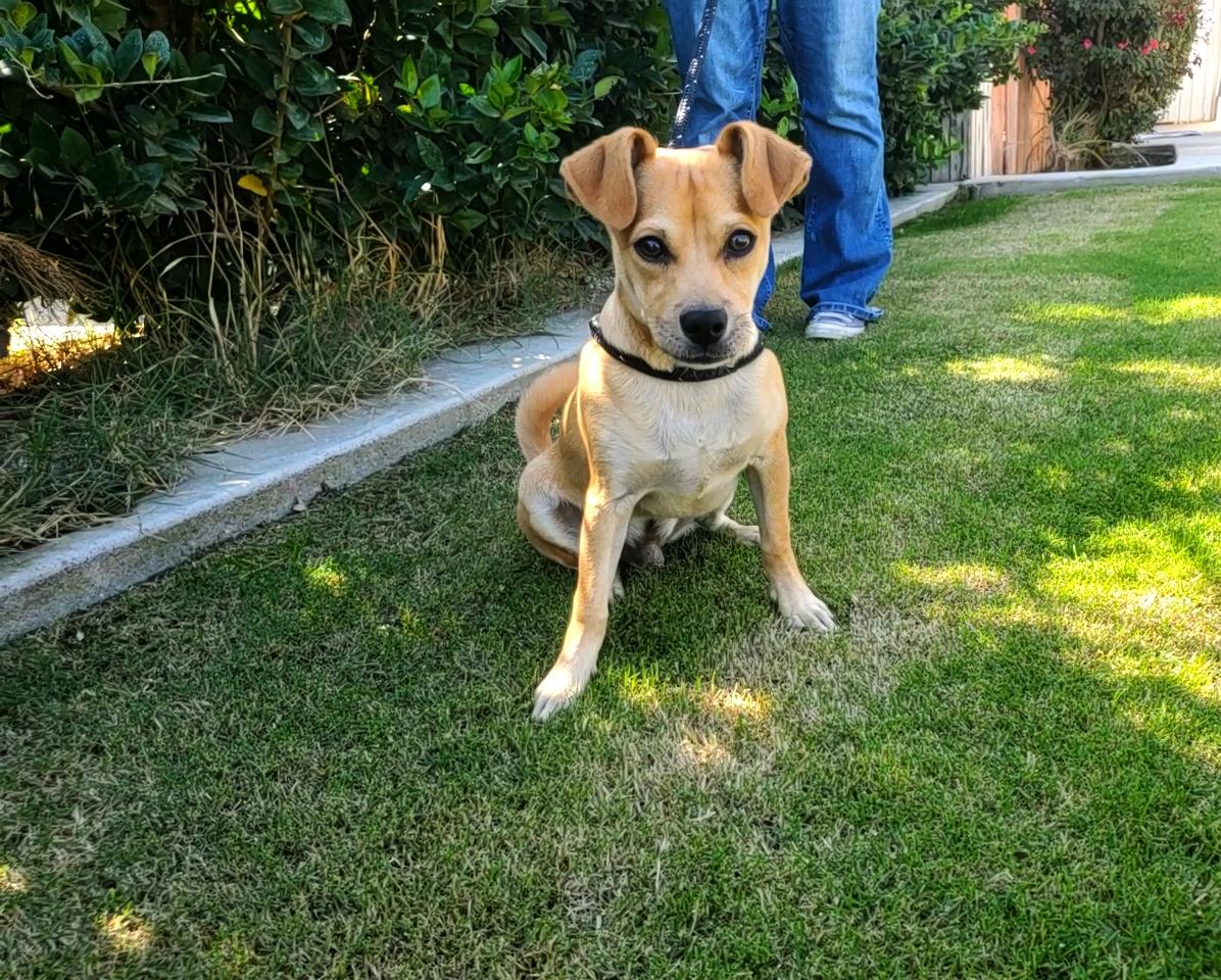 Taquito, a Adopted mixed breed in Bakersfield, CA image 3/3