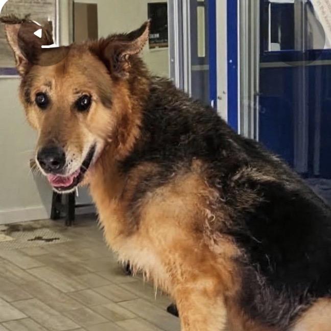 Archie, a Adoptable German Shepherd Dog in Newport, TN image 1/4