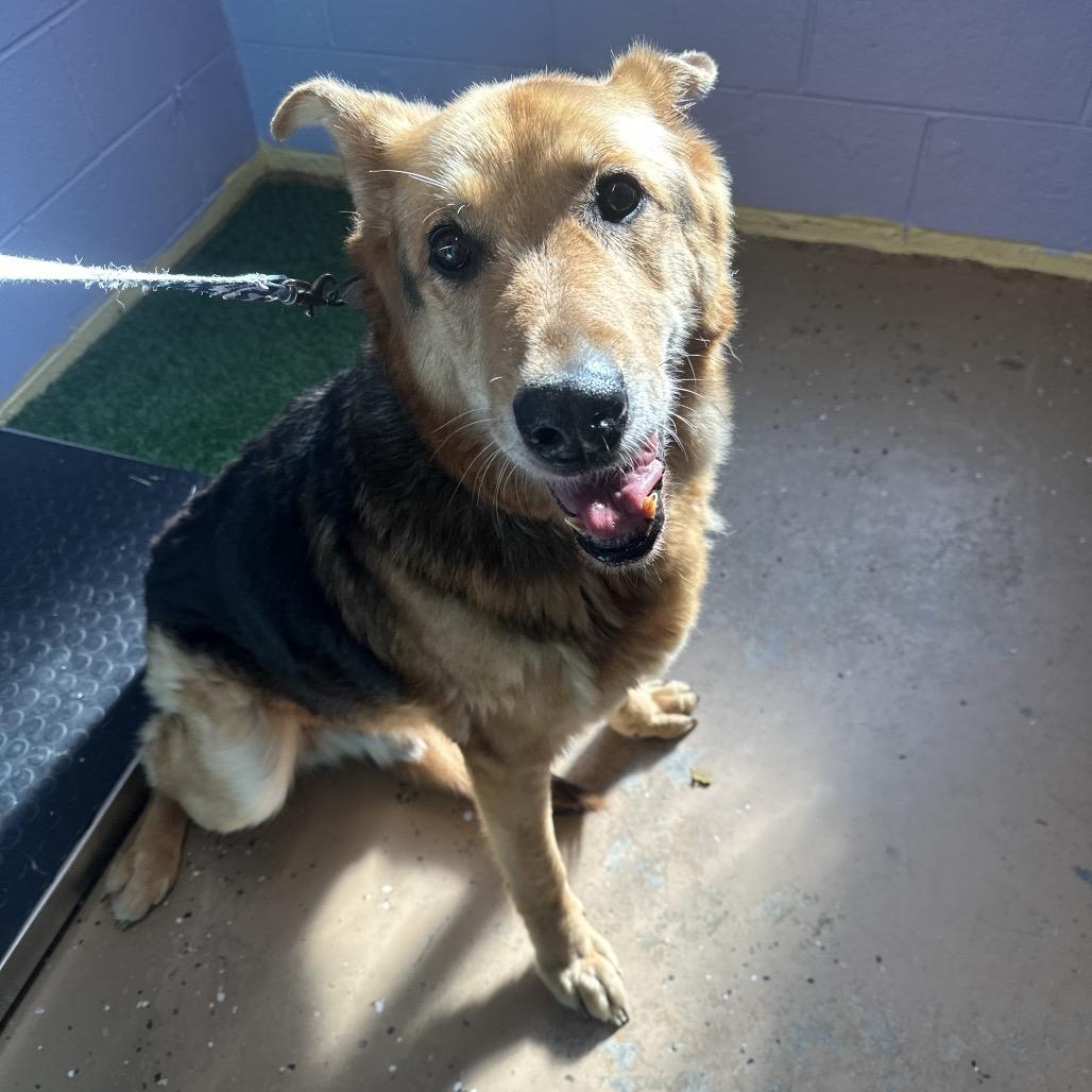 Archie, a Adoptable German Shepherd Dog in Newport, TN image 3/4