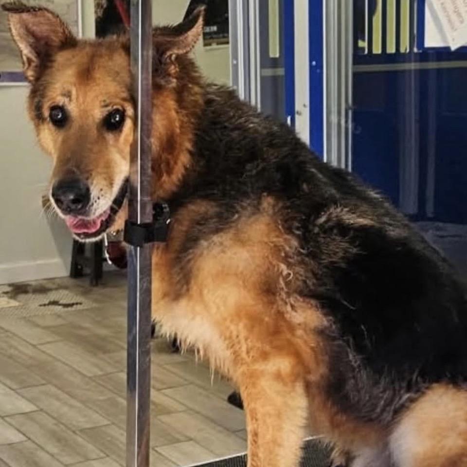 Archie, a Adoptable German Shepherd Dog in Newport, TN image 4/4