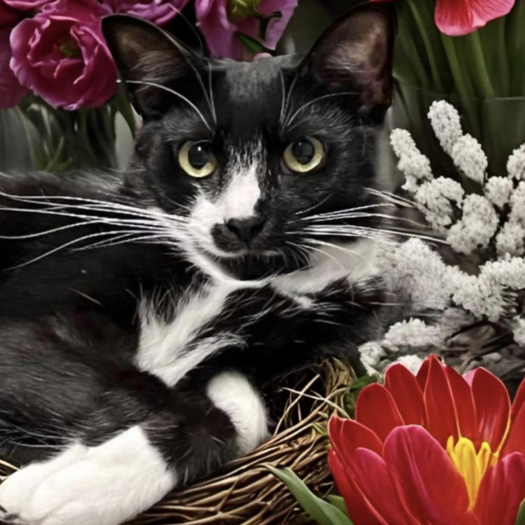 Cat for adoption Tessie, a Tuxedo & Domestic Short Hair Mix in Cocoa