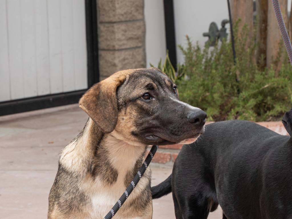 Hayden (Courtesy Post) -  Foster or Adopt Me!, Adoptable, Young Male Shepherd.