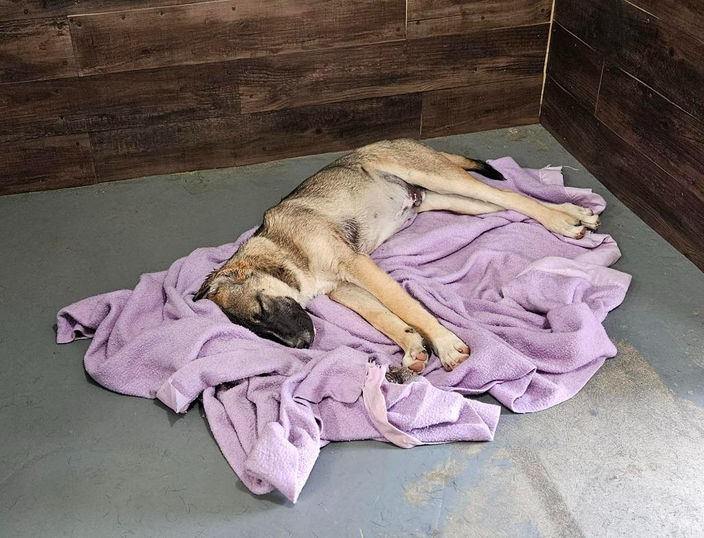 Enlarge Hayden (Courtesy Post) -  Foster or Adopt Me!, a Adoptable mixed breed in Lake Forest, CA image 2/5