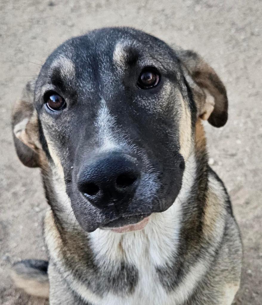 Enlarge Hayden (Courtesy Post) -  Foster or Adopt Me!, a Adoptable mixed breed in Lake Forest, CA image 3/5