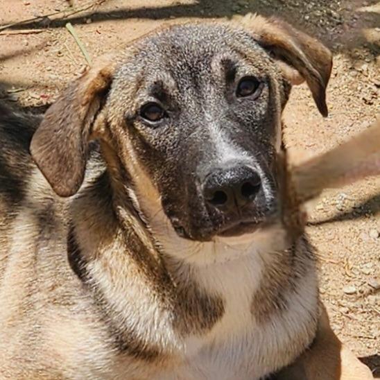 Enlarge Hayden (Courtesy Post) -  Foster or Adopt Me!, a Adoptable mixed breed in Lake Forest, CA image 4/5