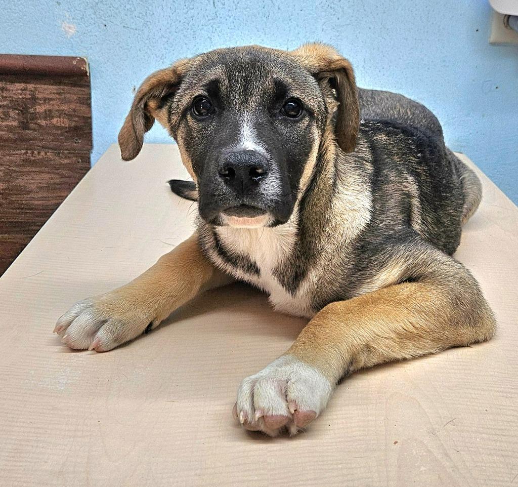 Enlarge Hayden (Courtesy Post) -  Foster or Adopt Me!, a Adoptable mixed breed in Lake Forest, CA image 5/5