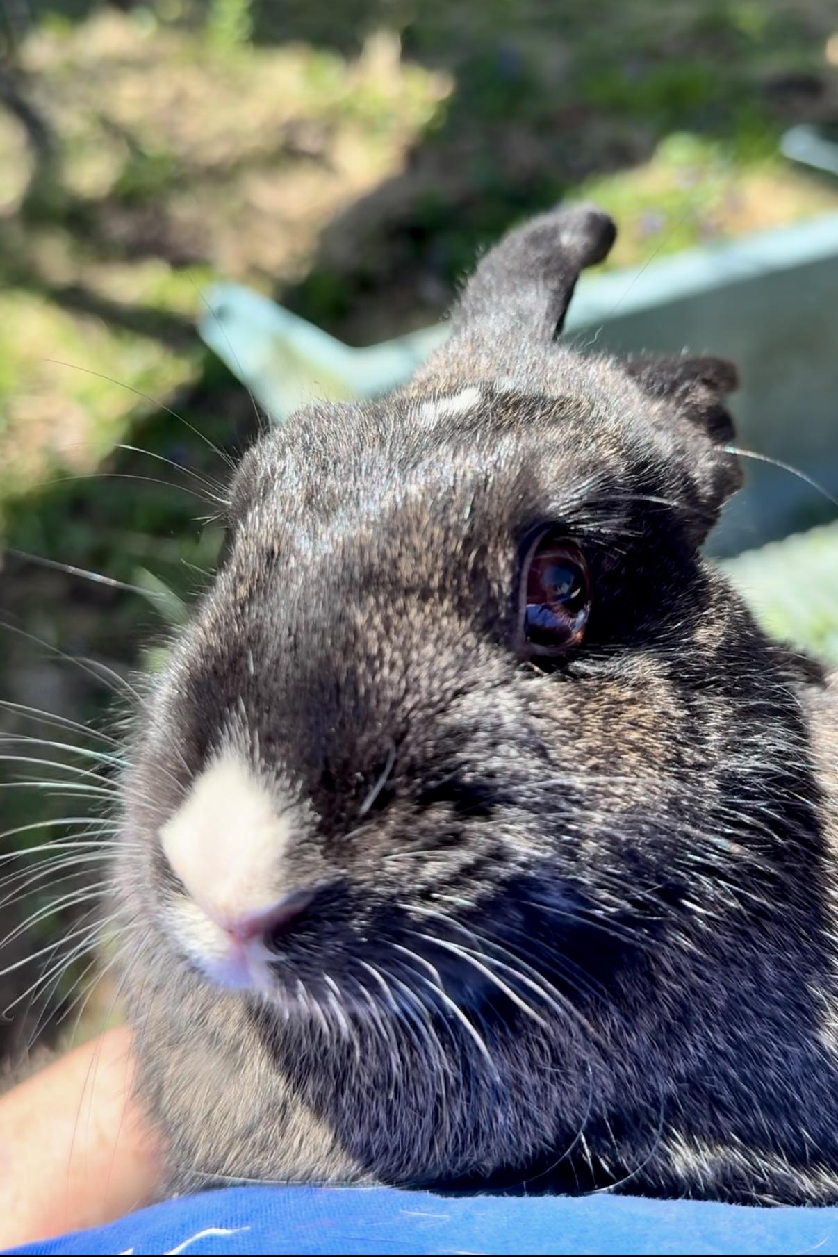 Mamala, Adoptable, Adult Female Dutch.