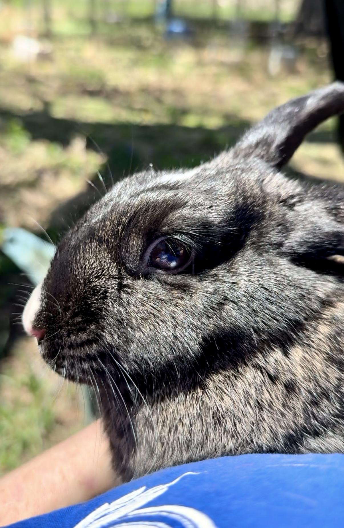 Enlarge Mamala, a Adoptable mixed breed in Salisbury Mills, NY image 4/4