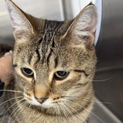 Nara, Adoptable, Young Female Domestic Short Hair.