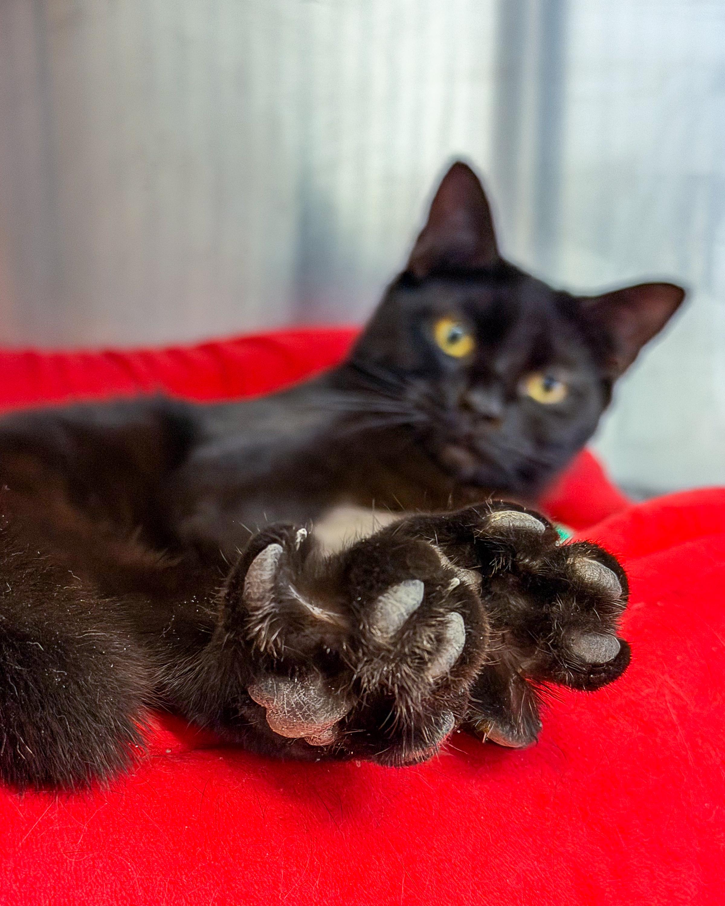 Enlarge Jenny, a Adoptable American Shorthair in Scituate, MA image 2/3