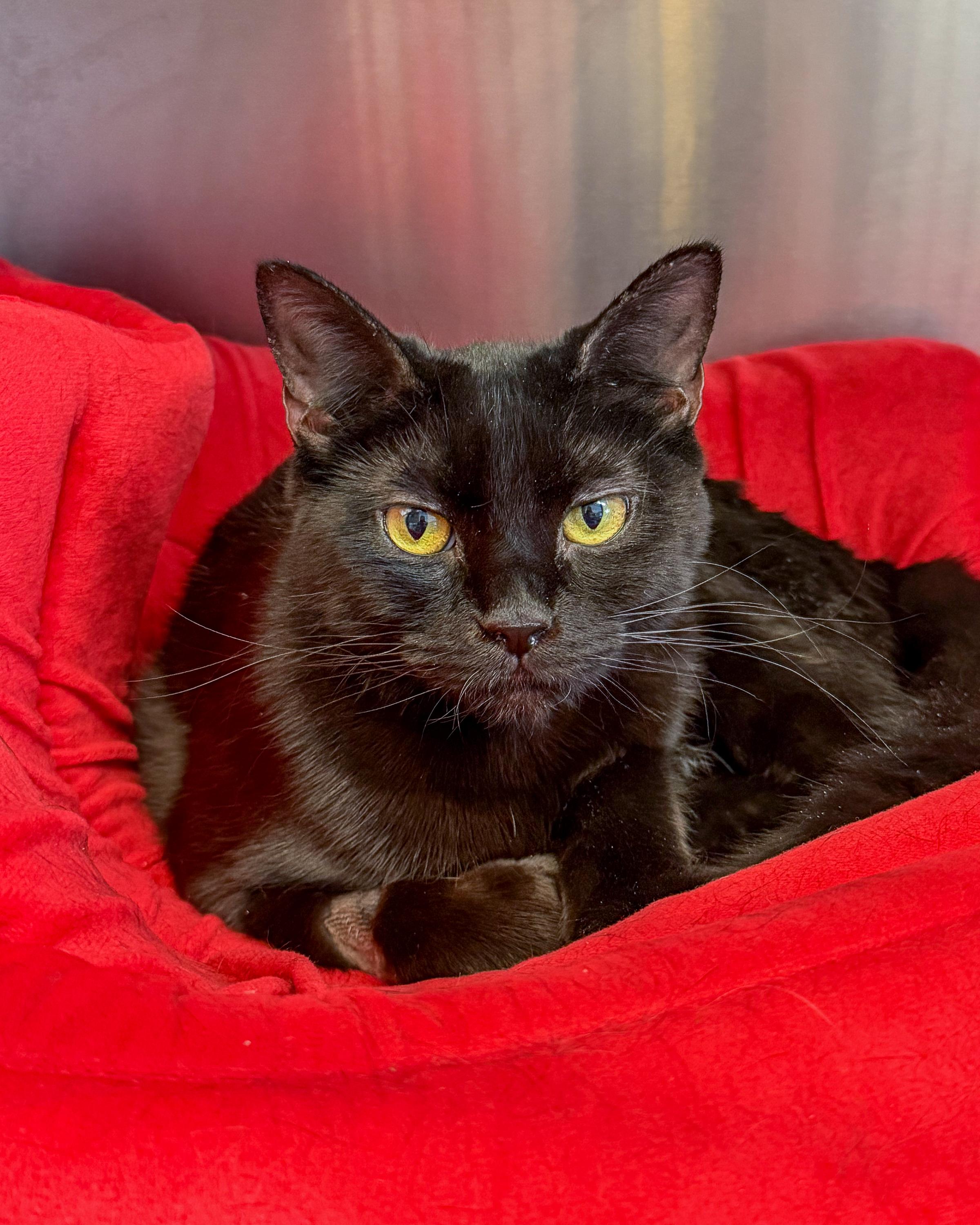 Enlarge Jenny, a Adoptable American Shorthair in Scituate, MA image 1/3