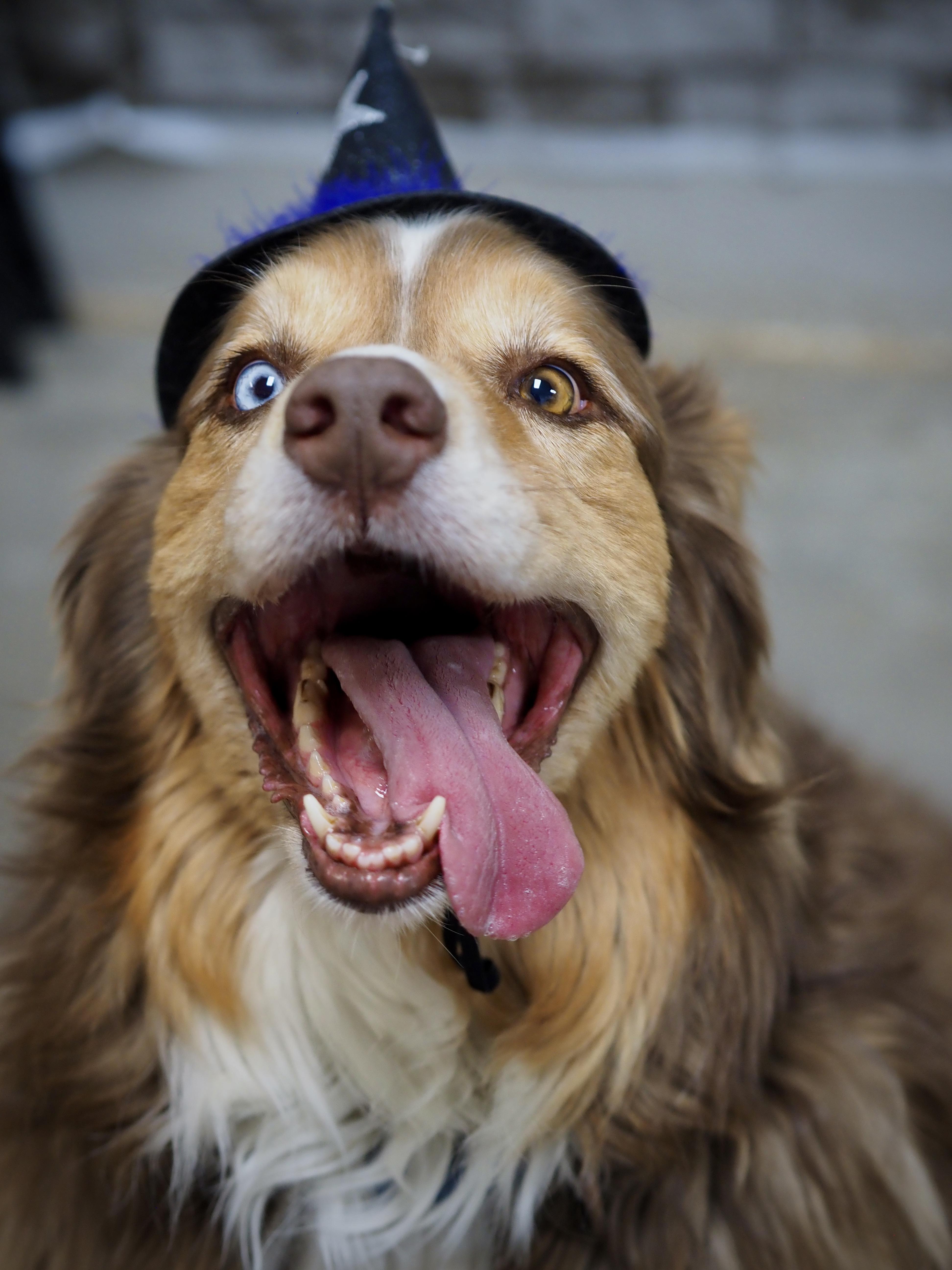 Olivia, Adoptable, Adult Female Australian Shepherd.