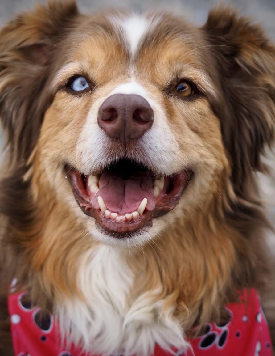 Enlarge Olivia, a Adoptable mixed breed in Buena Vista, CO image 5/6