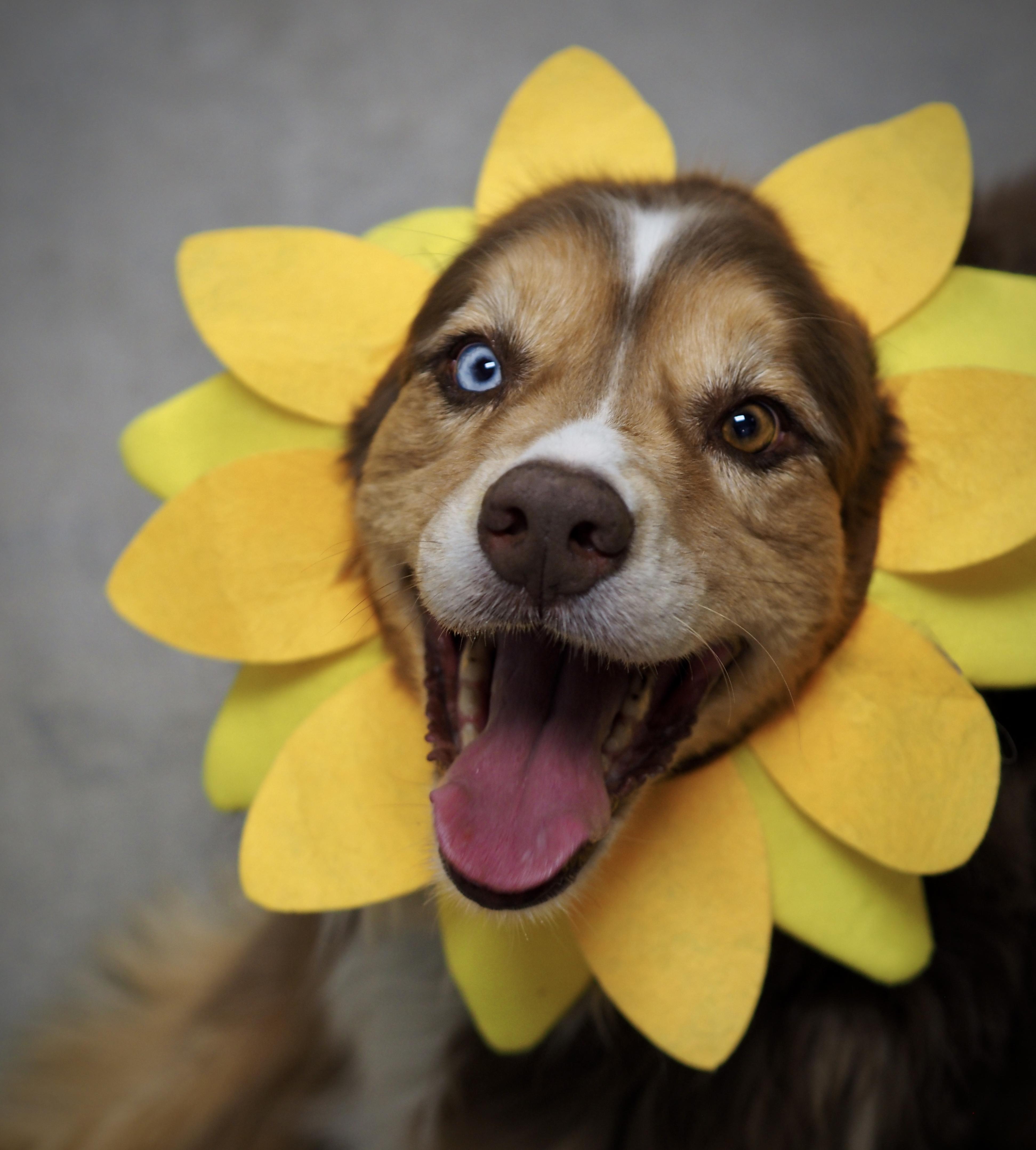 Enlarge Olivia, a Adoptable mixed breed in Buena Vista, CO image 3/6