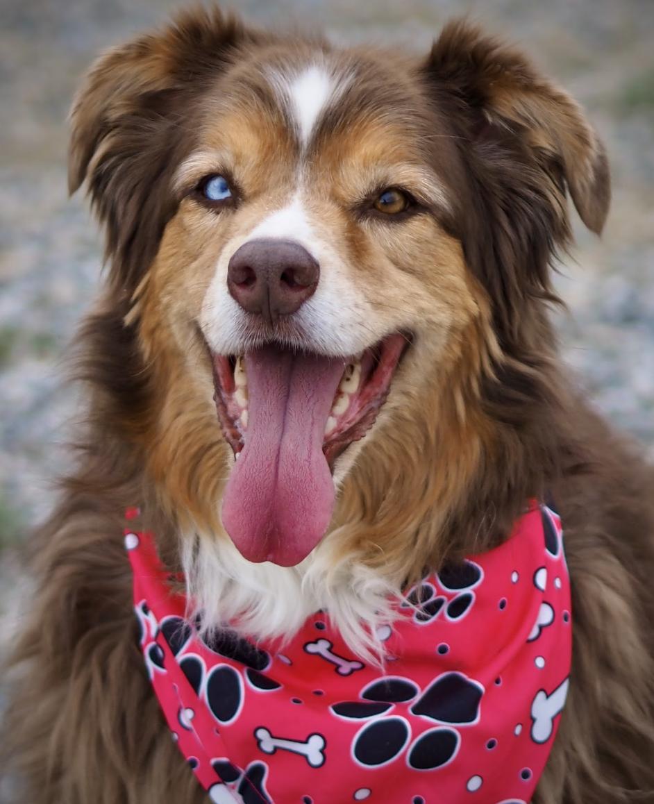 Enlarge Olivia, a Adoptable mixed breed in Buena Vista, CO image 2/6
