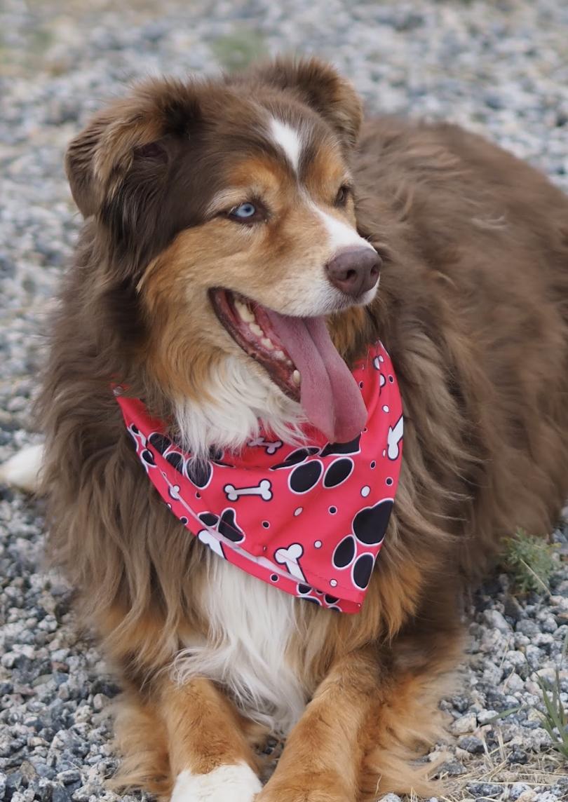 Enlarge Olivia, a Adoptable mixed breed in Buena Vista, CO image 4/6