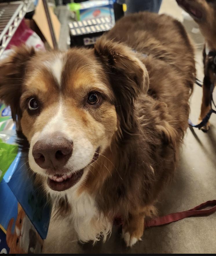 Enlarge Olivia, a Adoptable mixed breed in Buena Vista, CO image 6/6