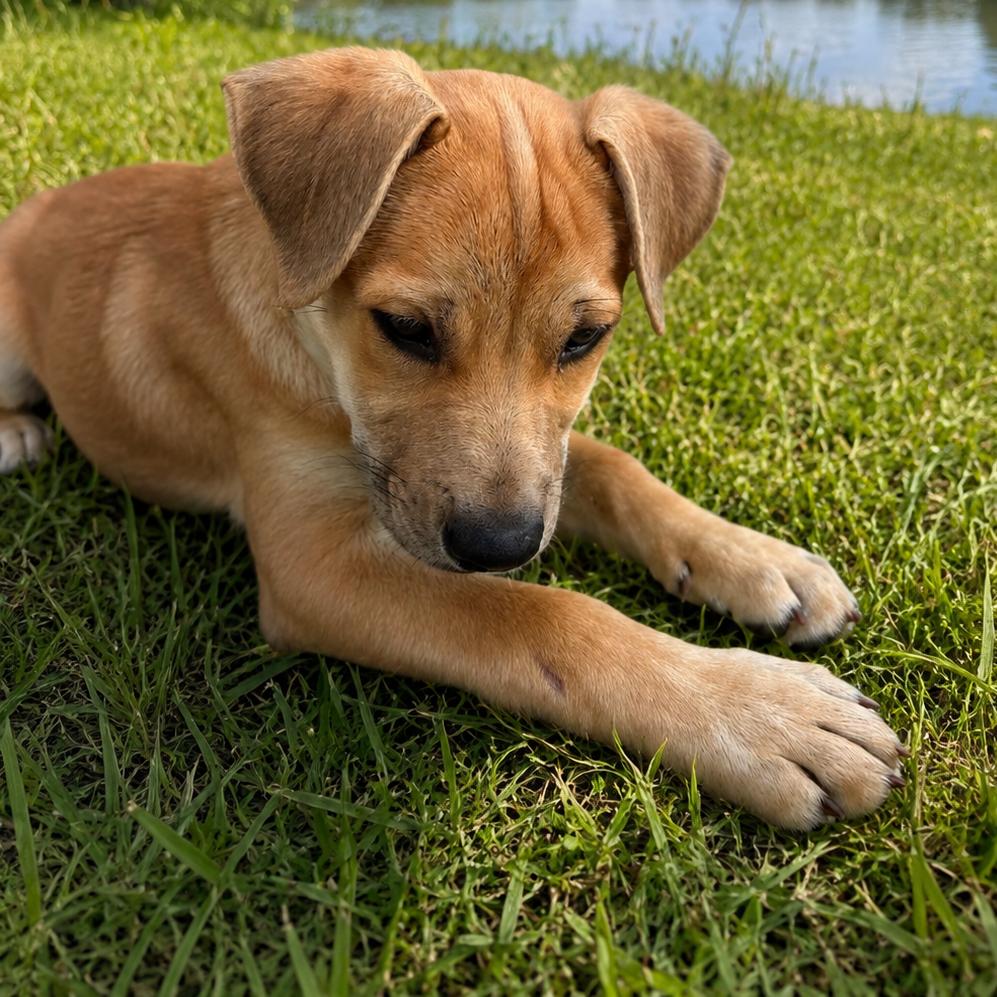 Enlarge Herbert, a Adoptable Mixed Breed in Tomah, WI image 1/3