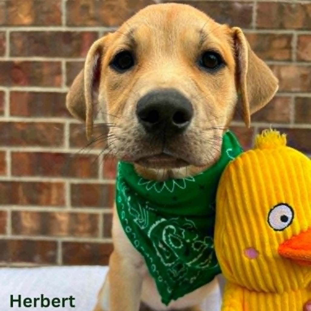 Enlarge Herbert, a Adoptable Mixed Breed in Tomah, WI image 3/3