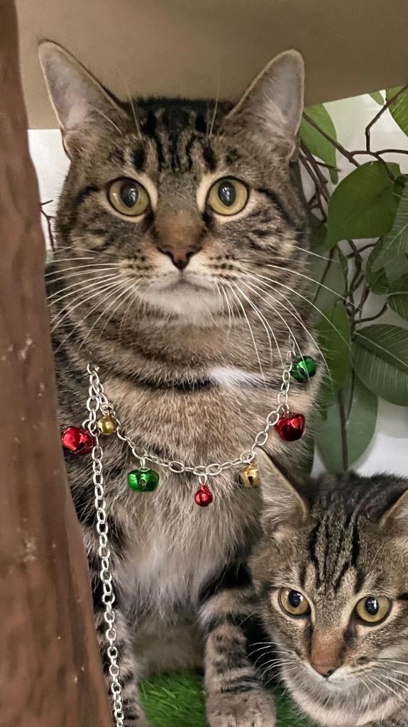 West, Adoptable, Young Female Domestic Short Hair.