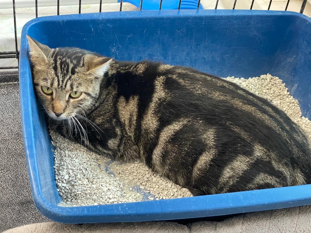 Enlarge West, a Adoptable mixed breed in Glenfield, NY image 2/6