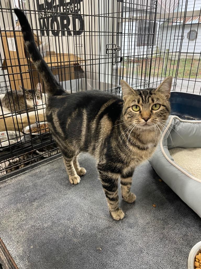 Enlarge West, a Adoptable mixed breed in Glenfield, NY image 3/6