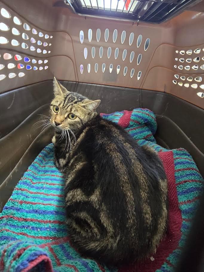 Enlarge West, a Adoptable mixed breed in Glenfield, NY image 4/6