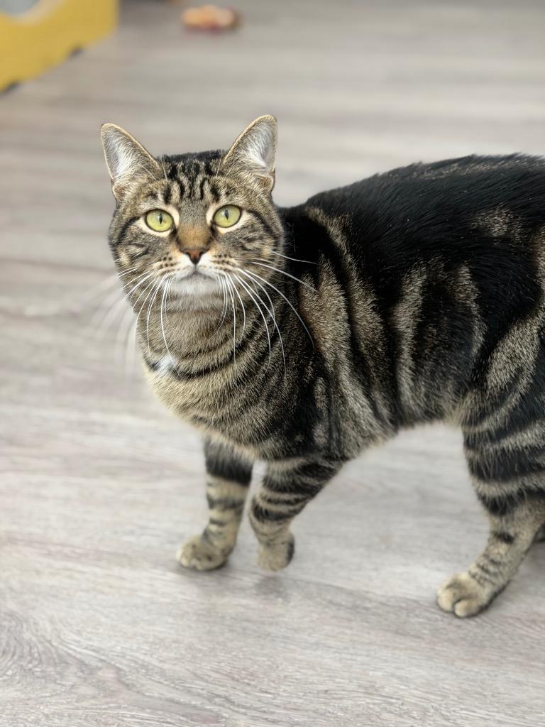 Enlarge West, a Adoptable mixed breed in Glenfield, NY image 6/6