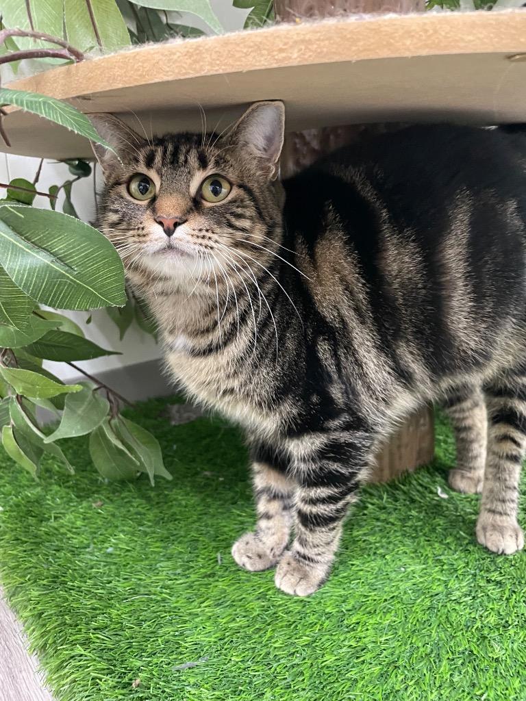 West, a Adoptable mixed breed in Glenfield, NY image 4/5