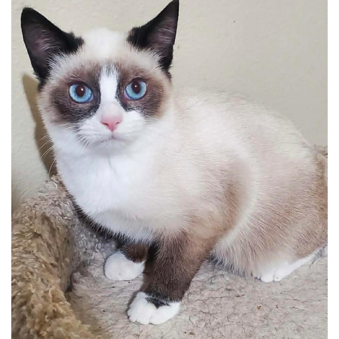 Suki, ADOPTABLE, Kitten Female Domestic Short Hair & Siamese.