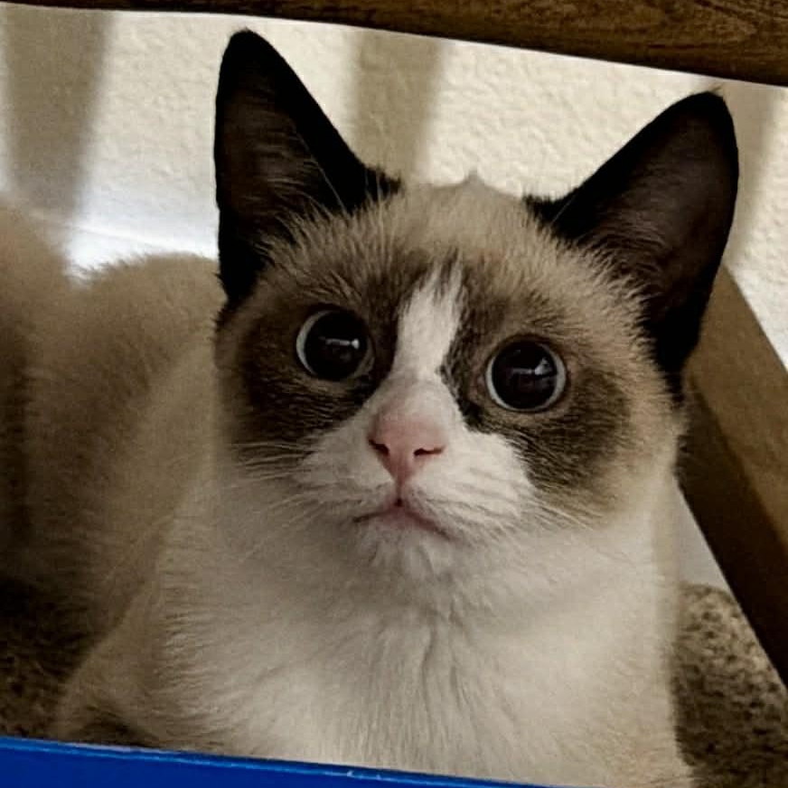 Enlarge Suki, a ADOPTABLE mixed breed in Sedalia, MO image 2/2