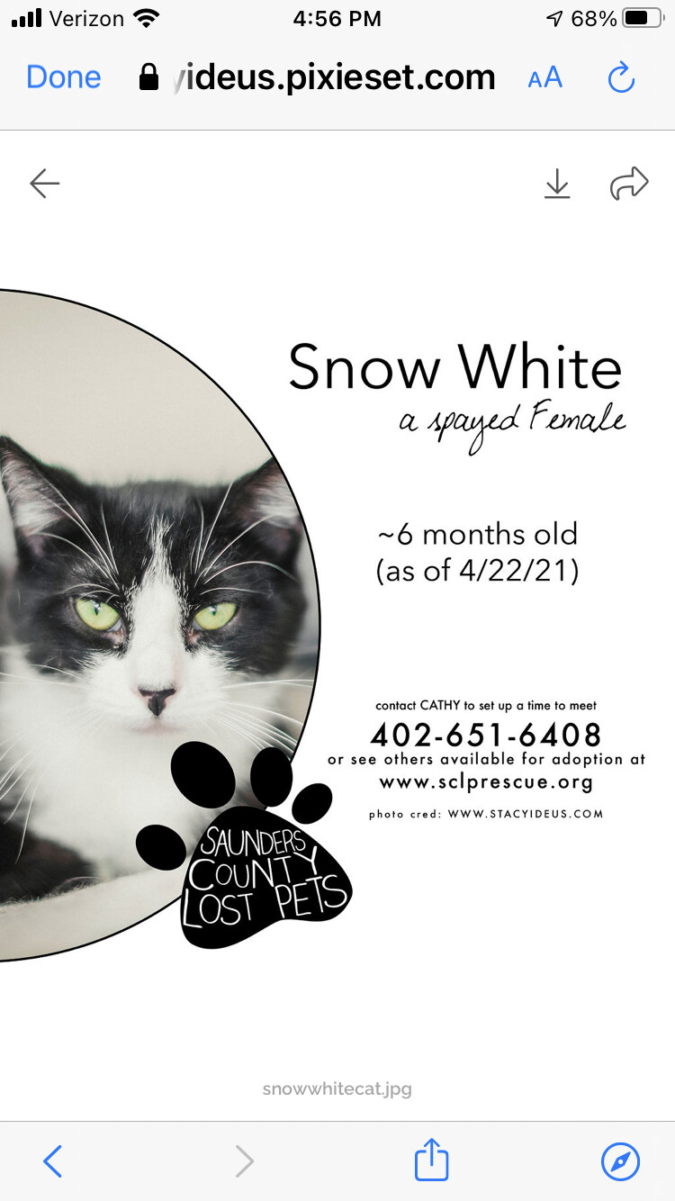 Enlarge Snow White, a Adoptable mixed breed in Wahoo, NE image 1/2