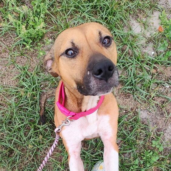 Enlarge Blissy, a Adoptable Mixed Breed in Seminole, FL image 1/3
