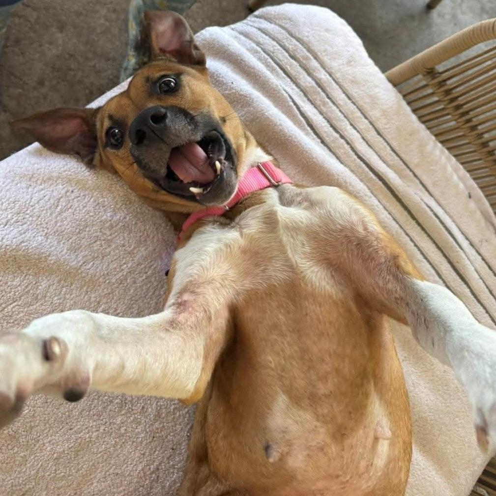 Enlarge Blissy, a Adoptable Mixed Breed in Seminole, FL image 2/3