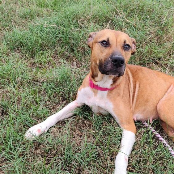 Enlarge Blissy, a Adoptable Mixed Breed in Seminole, FL image 3/3