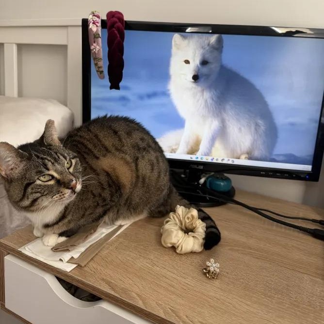 Enlarge Pixie, a Adoptable Domestic Short Hair in Weehawken, NJ image 3/6