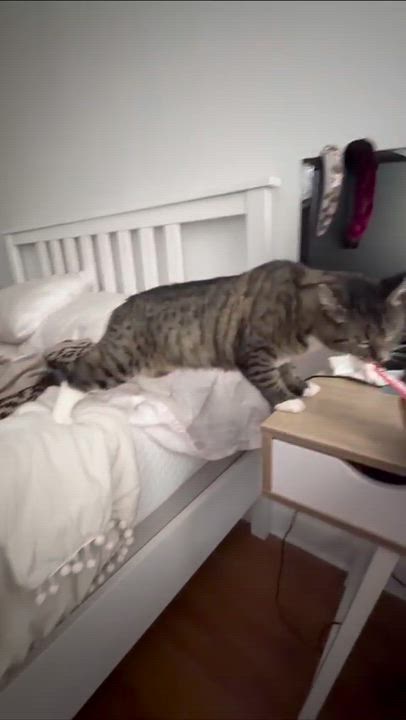 Enlarge Pixie, a Adoptable Domestic Short Hair in Weehawken, NJ video 5/6